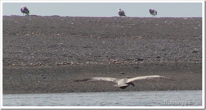 pelican