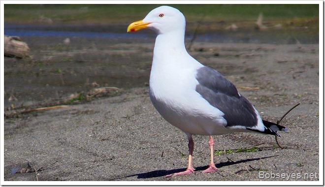 seagull