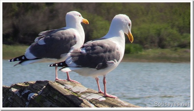 seagullls