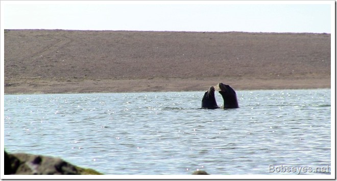 sealions