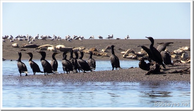 seals