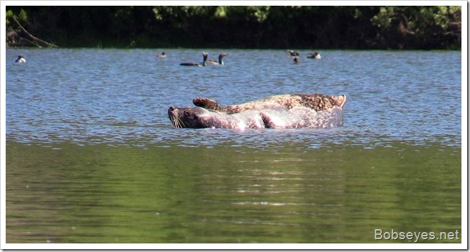 seals