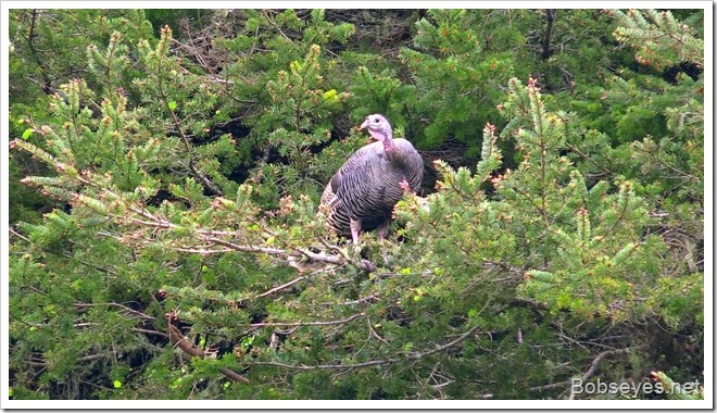 treeturkey