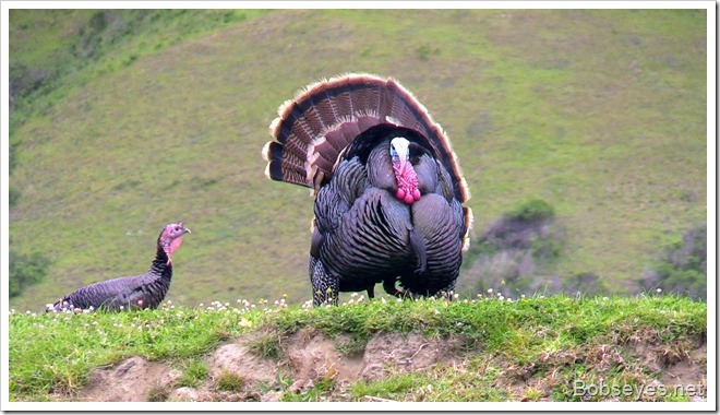 turkey3