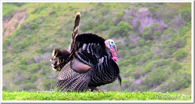 turkeytom