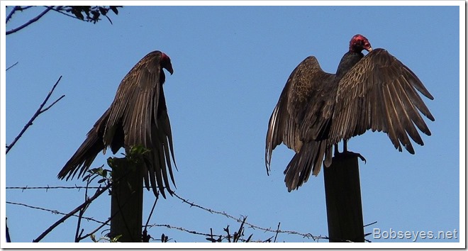 vultures2