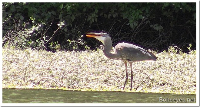 blueheron