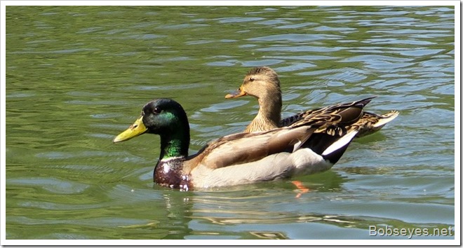 mallards