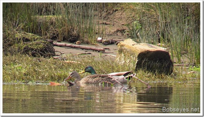 mallards