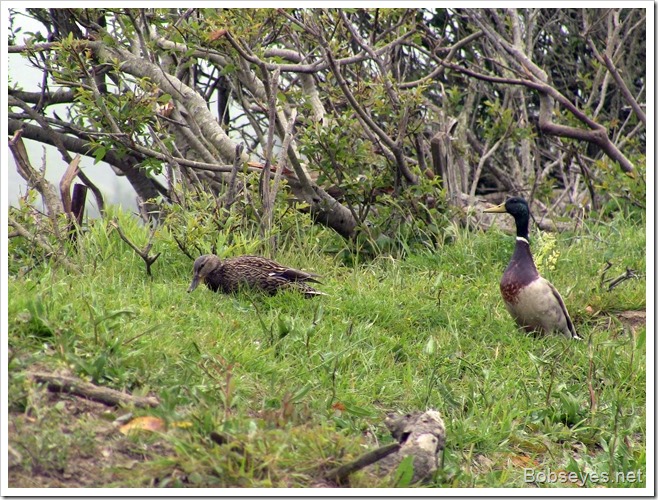 mallards