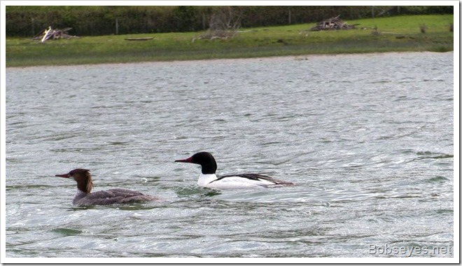 mergansers