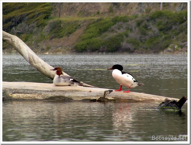 mergansers