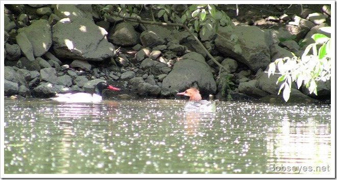 mergansers