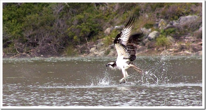 osprey2