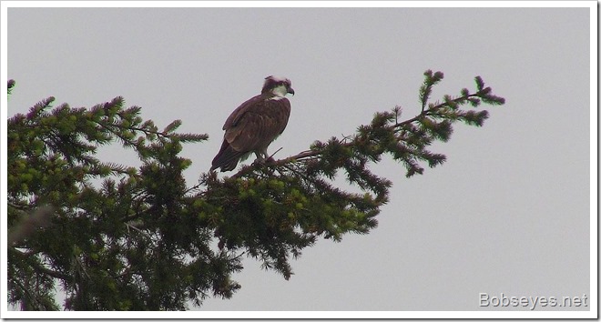 osprey