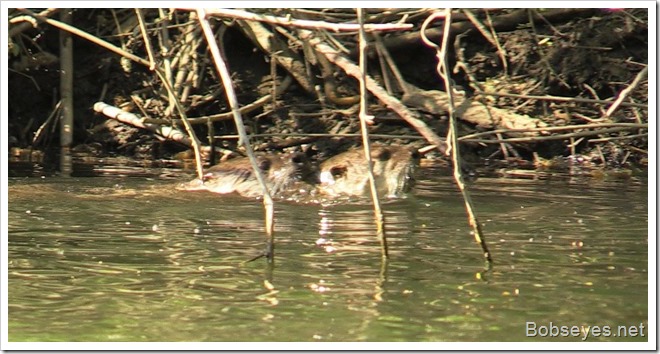 otters