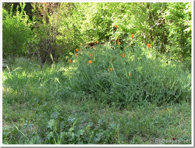 poppies