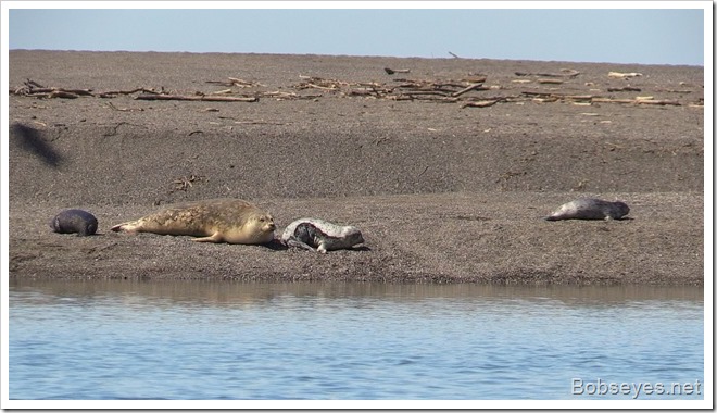 sealpups