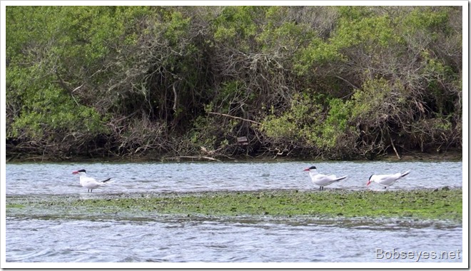 terns