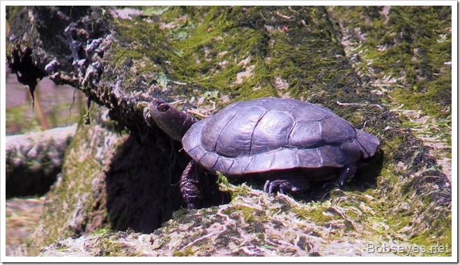 turtle