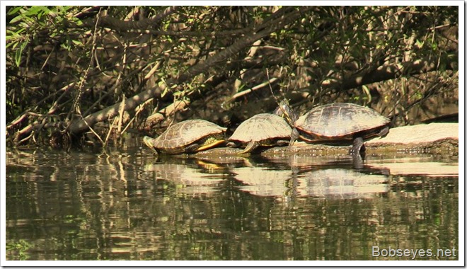 turtles