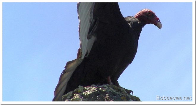 vultureclaw
