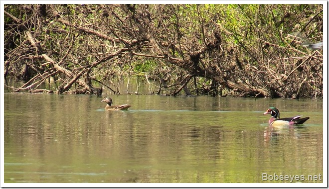 woodduck