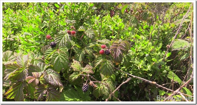 berries