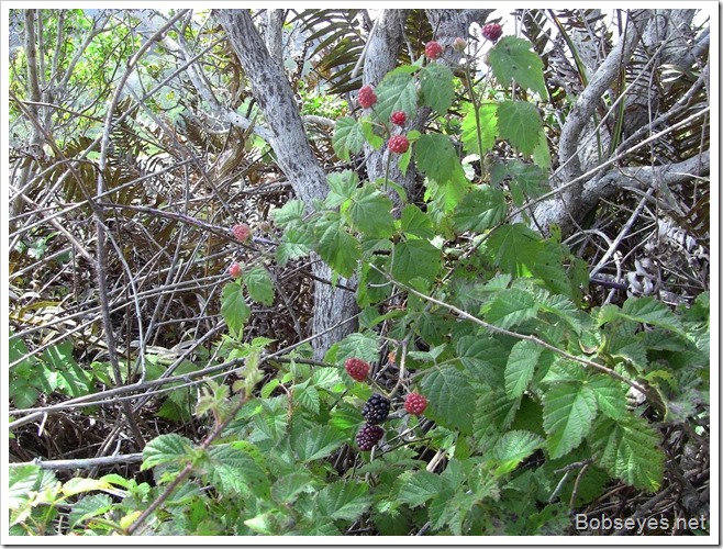 blackberries