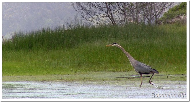 blueheron