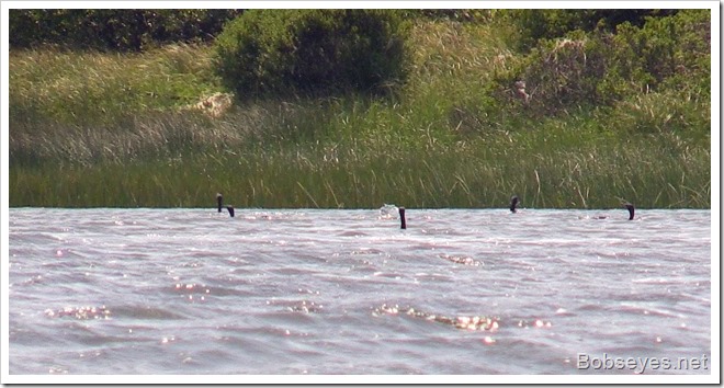 cormorants