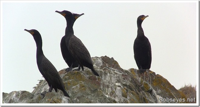 cormorants