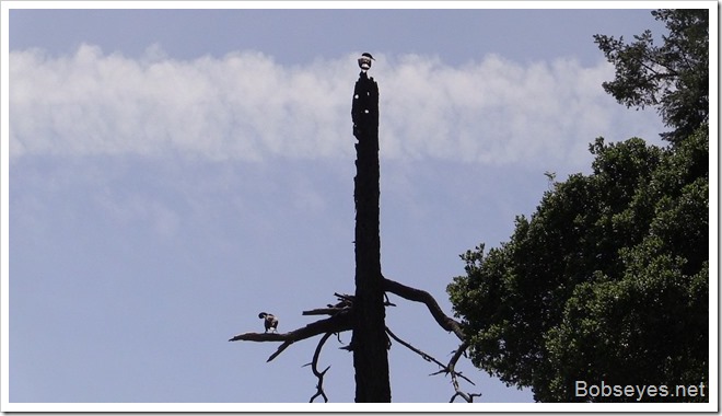 cormorants