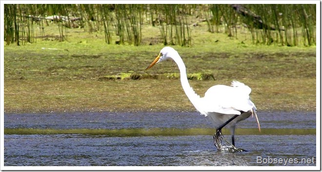 egret