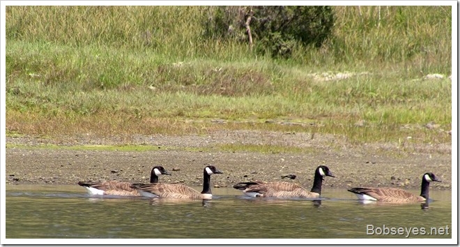 gooses