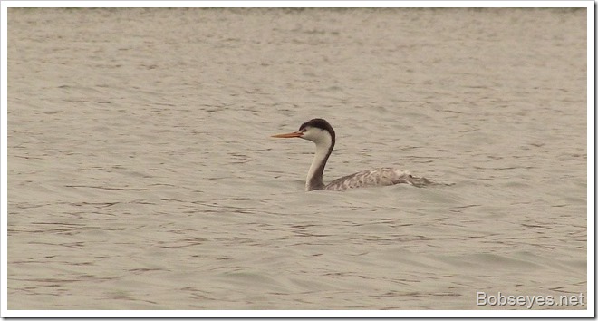 grebe