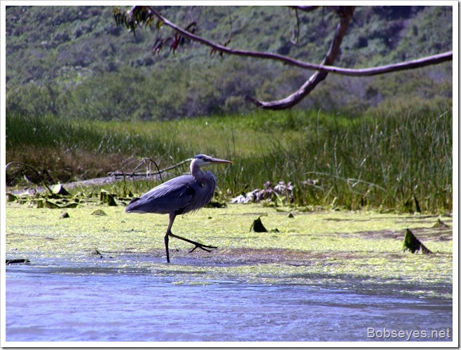 heron