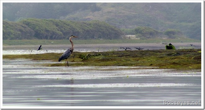 heron