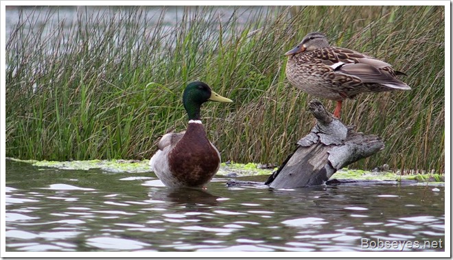 mallards