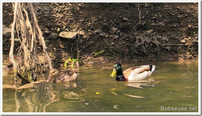 mallards