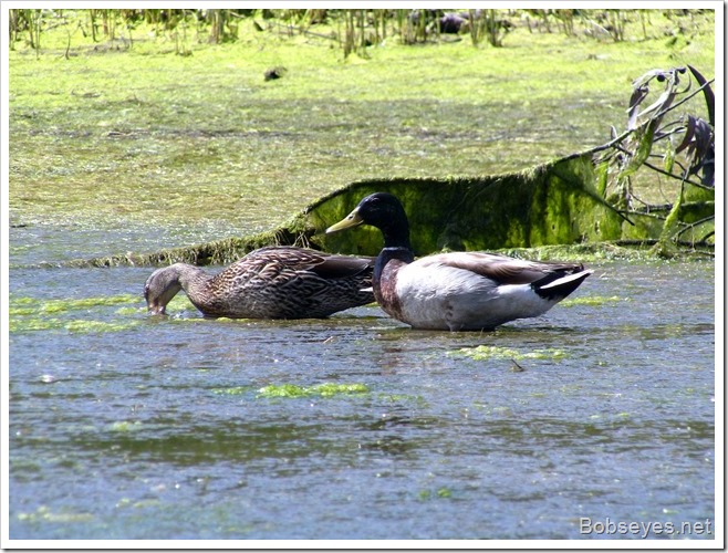 mallards