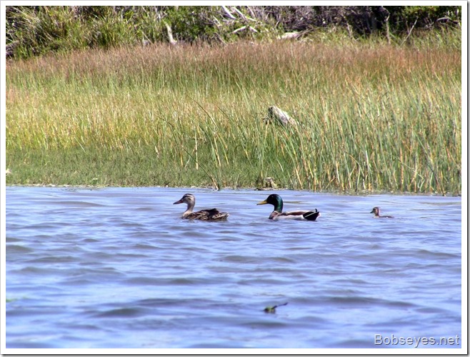 mallards