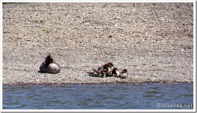 mergansers