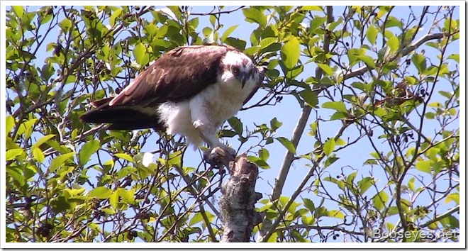 osprey3