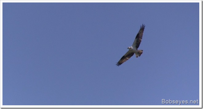 osprey