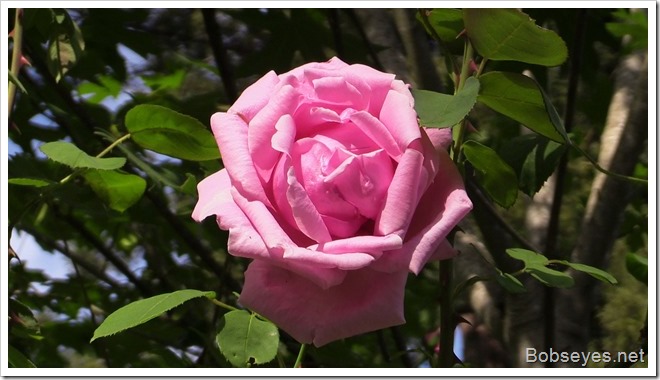 pinkrose