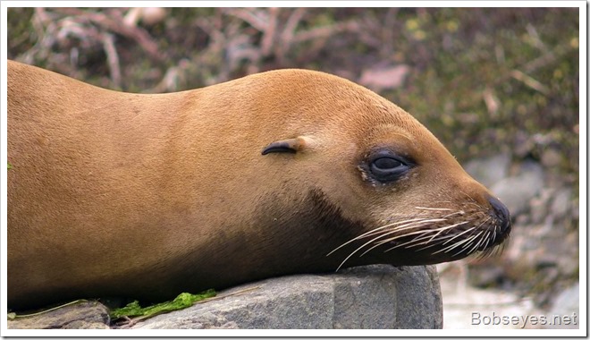 sealion2