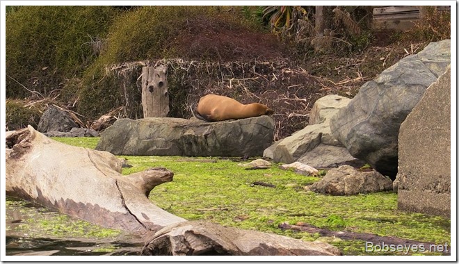 sealion