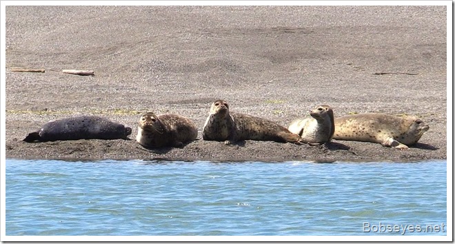 seals2