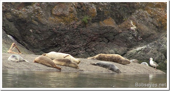 seals